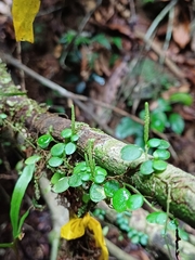 Peperomia rotundifolia image