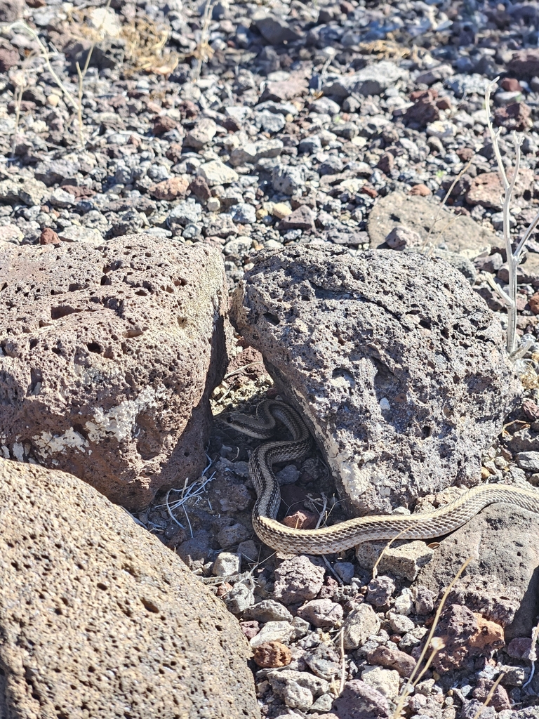 Western Patch-nosed Snake in March 2024 by Kristen MR · iNaturalist