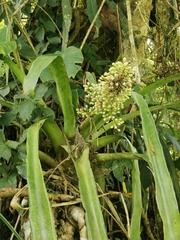 Aechmea mexicana image