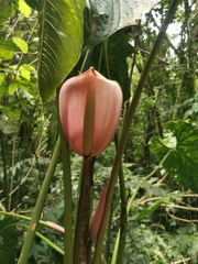 Anthurium formosum image