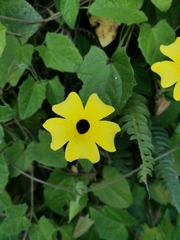 Thunbergia alata image