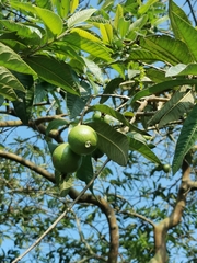 Psidium guajava image