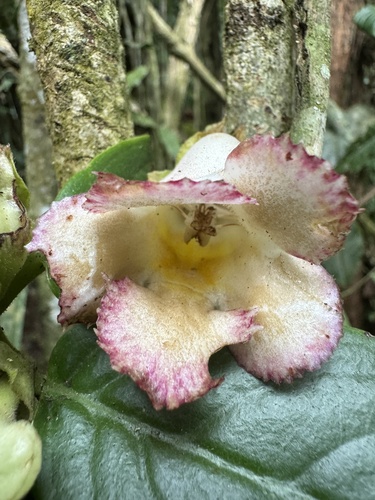 Drymonia crassa
