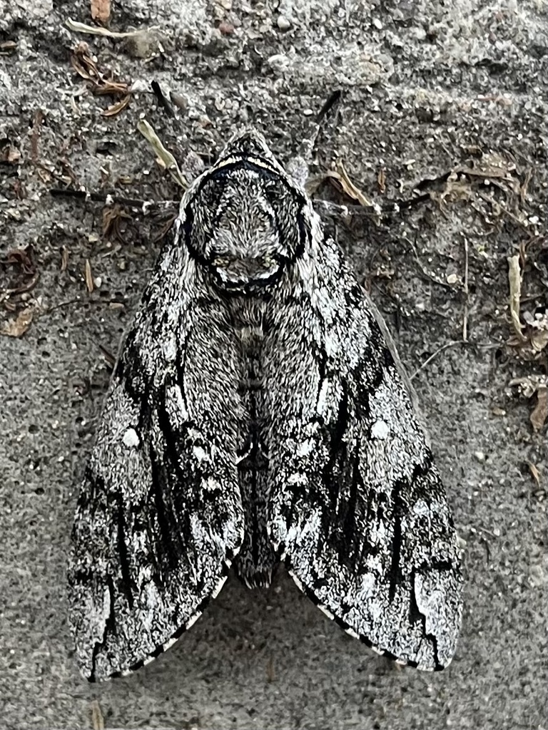 Waved Sphinx from N San Gabriel River Trail, Georgetown, TX, US on ...