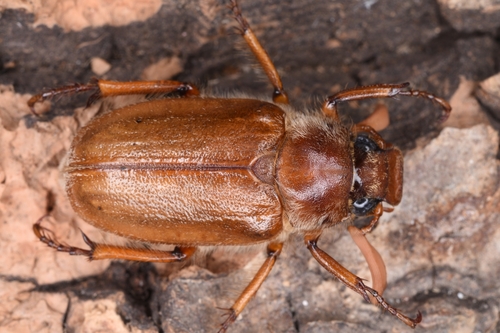 Polyphylla annamensis