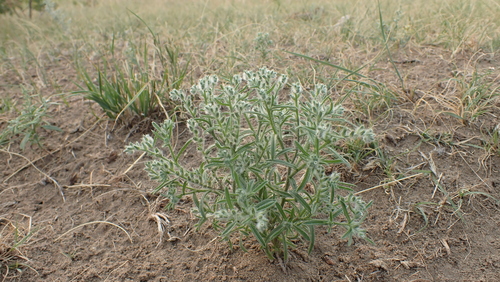 sanddune cryptantha (Cryptantha fendleri)