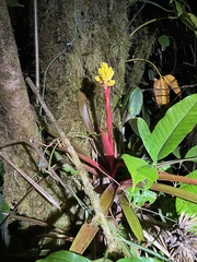 Guzmania zahnii image