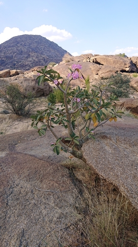 desert rose