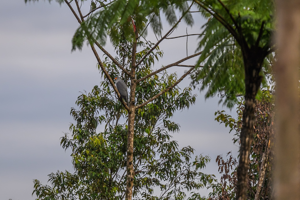 New Britain Goshawk (Tachyspiza princeps) photo