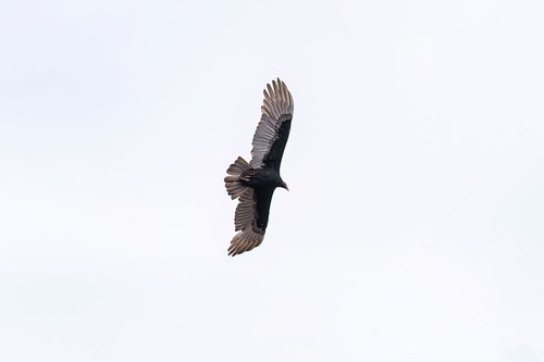 Turkey Vulture