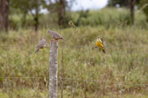 Tropical Kingbird