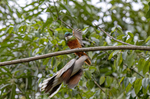 Scaled Dove