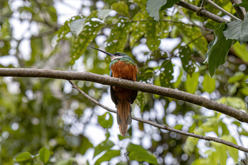 Rufous-tailed Jacamar