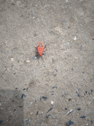 Kapok Bug