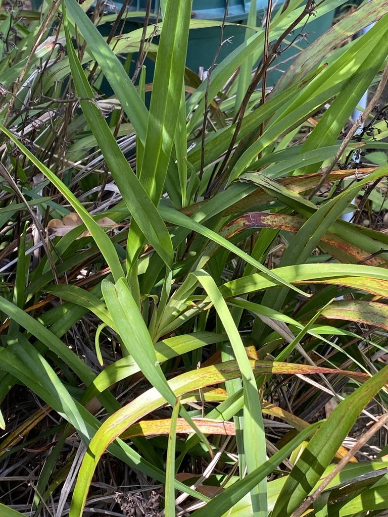 flax-lilies from Explorers Rd, Lapstone, NSW, AU on March 21, 2024 at ...