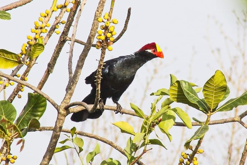 Violet Turaco