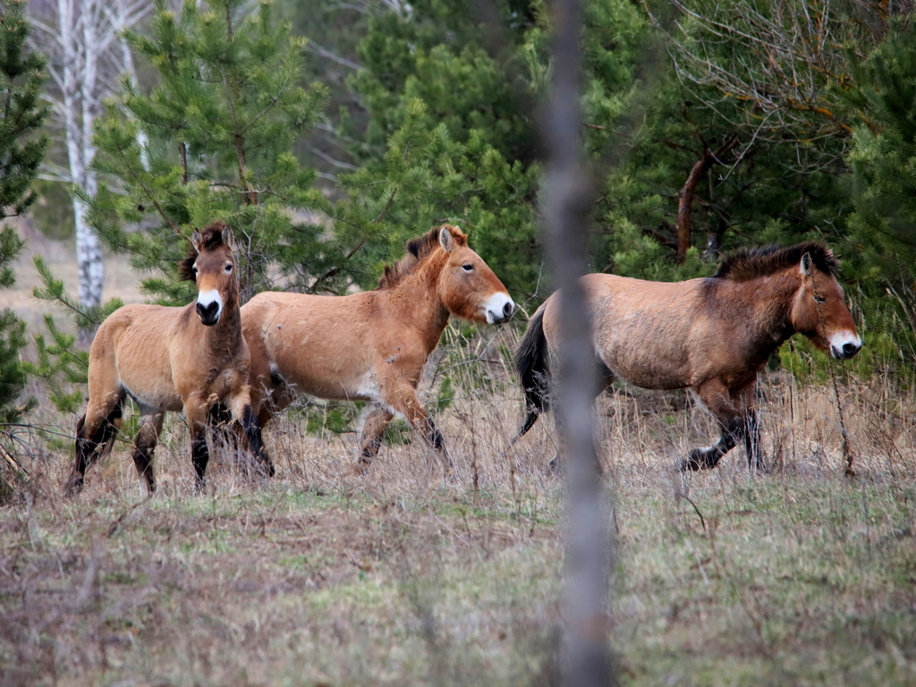 Przewalski's Horse From Іванківський район, Київська область, Україна 