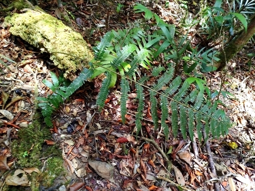 Mesophlebion crassifolium