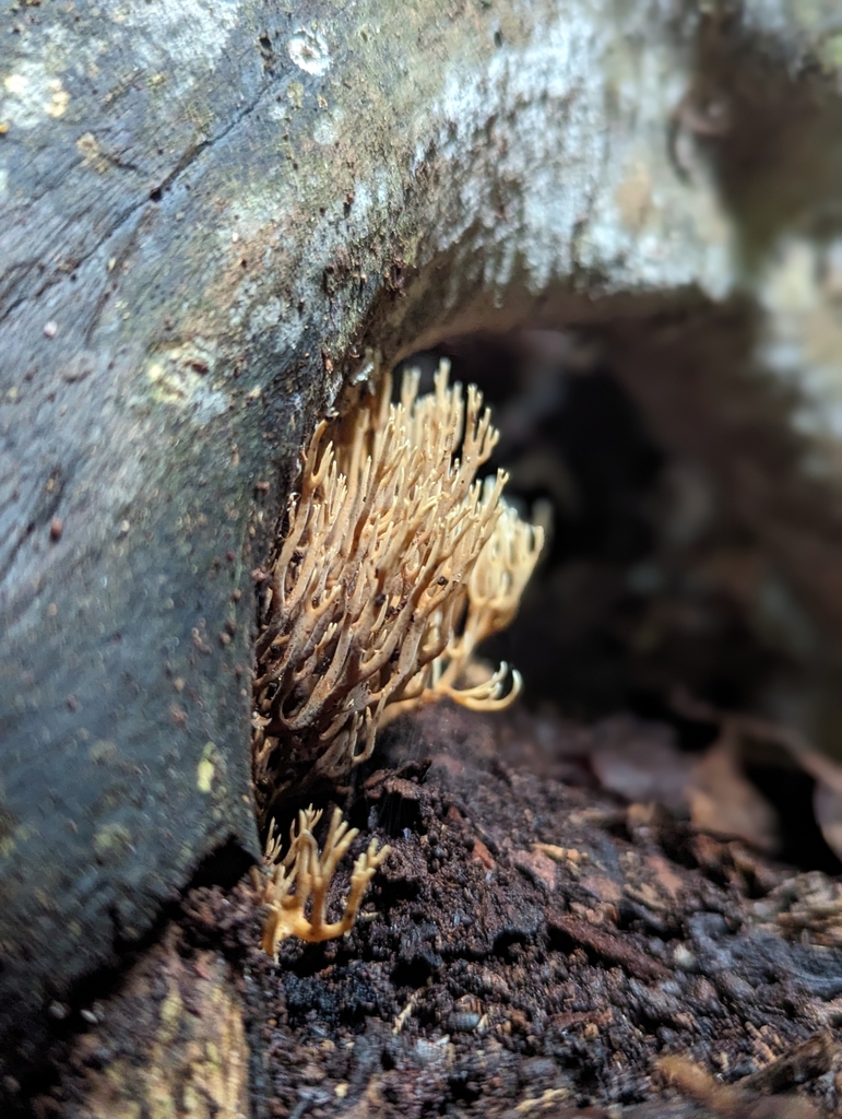 Gomphales from Mount Glorious QLD 4520, Australia on March 29, 2024 at