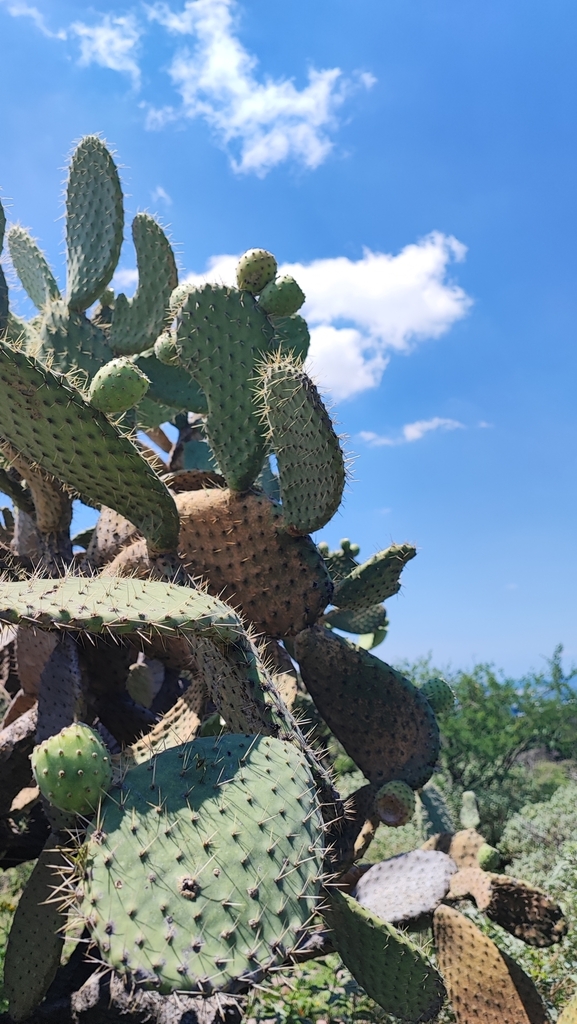 Opuntia Lasiacantha From Qro M Xico On September At Am By Jorge Ben Tez