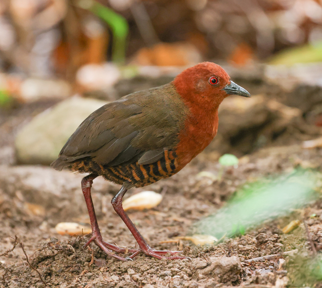 Black-banded Crake photo