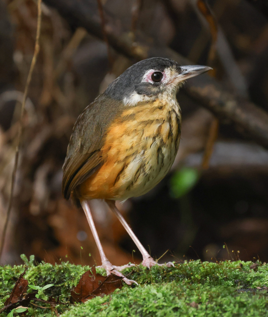 White-lored Antpitta photo