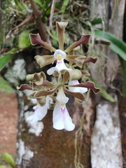 Encyclia cordigera image