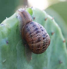 Small
