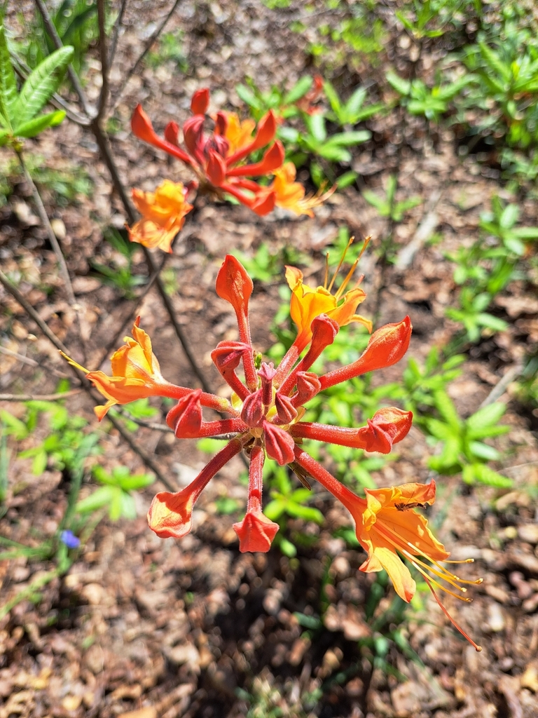 rhododendrons and azaleas from Ohatchee, AL 36271, USA on March 29 ...