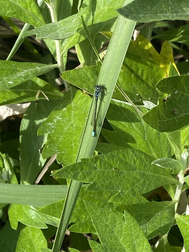 iNaturalist observation photo of Pacific Forktail