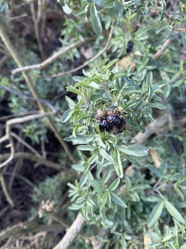 iNaturalist observation photo of Harlequin Bug