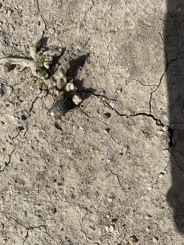 iNaturalist observation photo of Water, Rove, Scarab, Long-horned, Leaf, and Snout Beetles