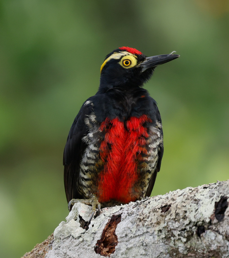 Yellow-tufted Woodpecker photo