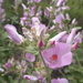 Hall's Bush-Mallow - Photo (c) Henry Fabian, all rights reserved, uploaded by Henry Fabian
