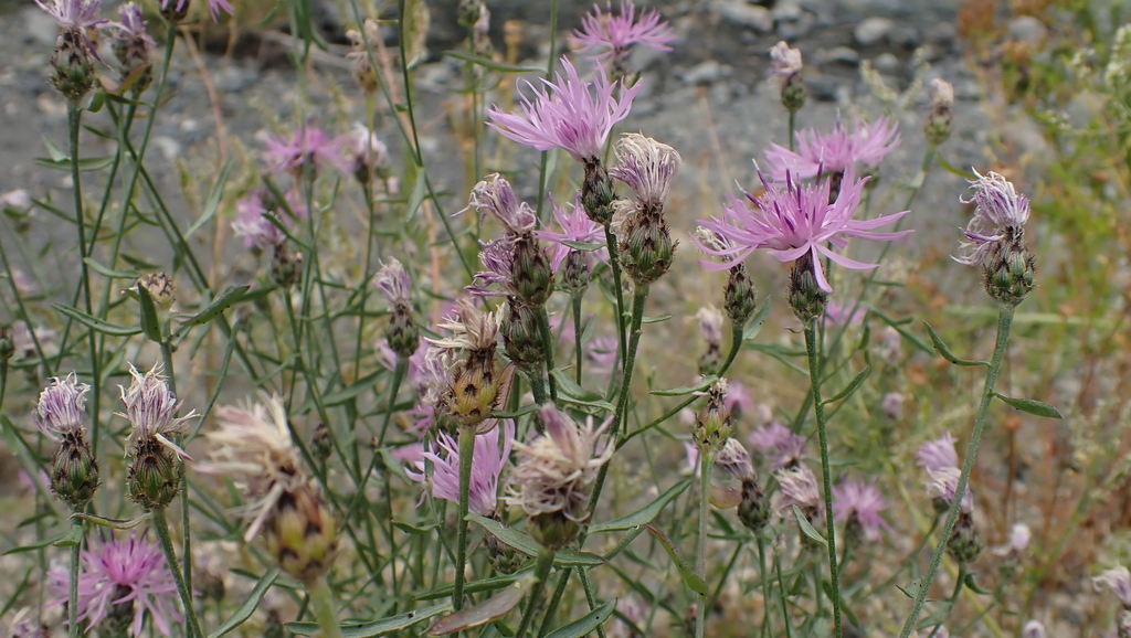 spotted knapweed from Central Kootenay, BC, Canada on August 7, 2023 at ...