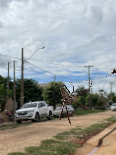 Trichonephila sexpunctata