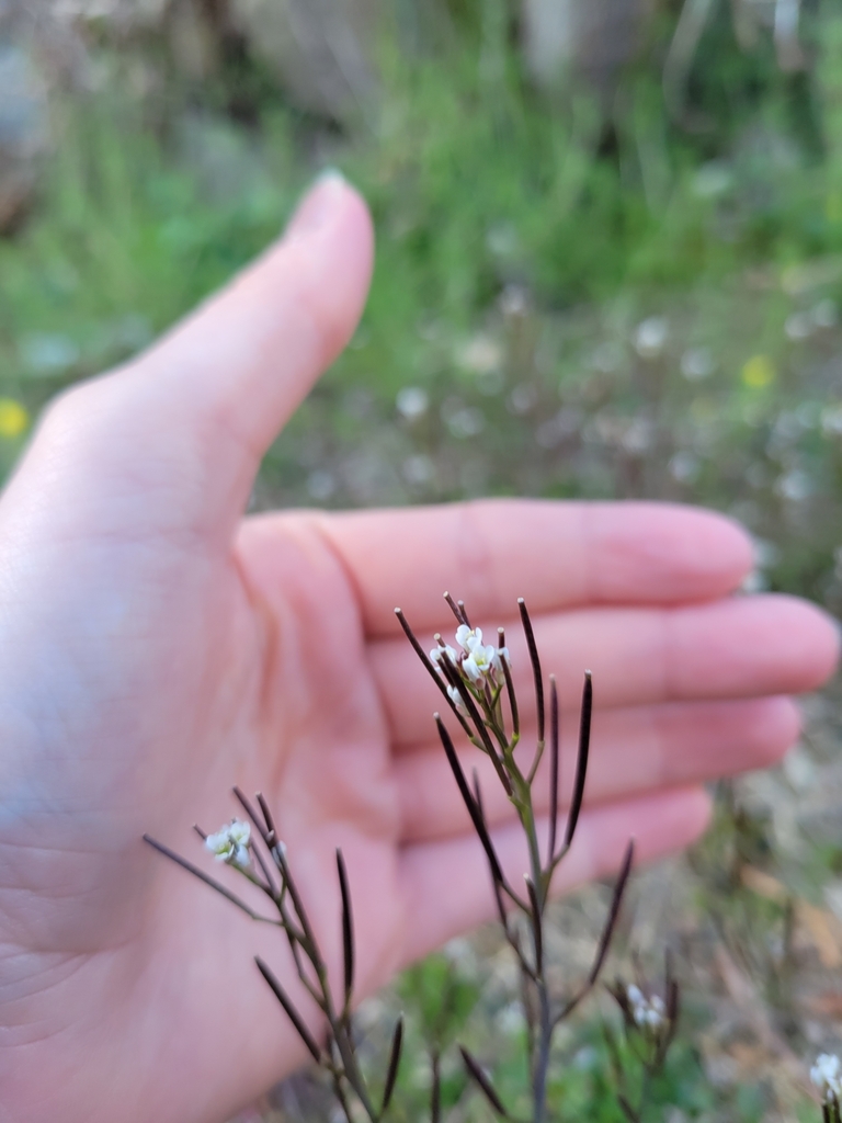 hairy bittercress from Education, White Plains, NY 10603, USA on March ...