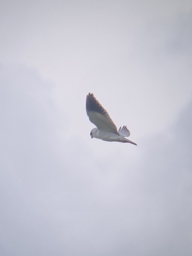 African Black-winged Kite