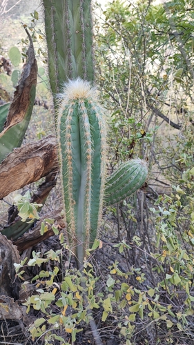 Pilosocereus chrysacanthus
