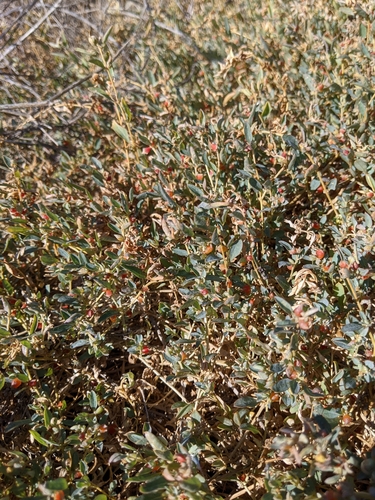 iNaturalist observation photo of berry saltbush