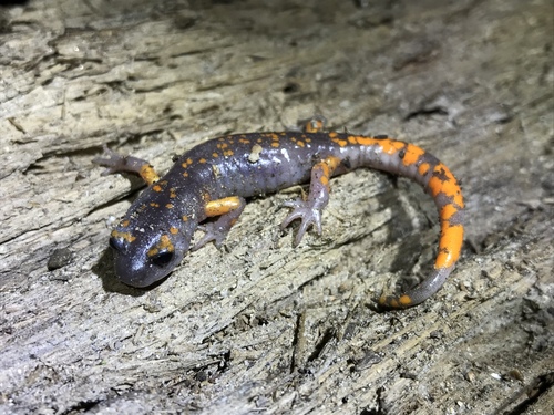 iNaturalist observation photo of Sierra Nevada Ensatina