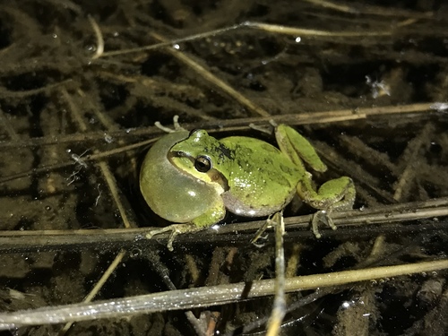 iNaturalist observation photo of Pacific chorus frog