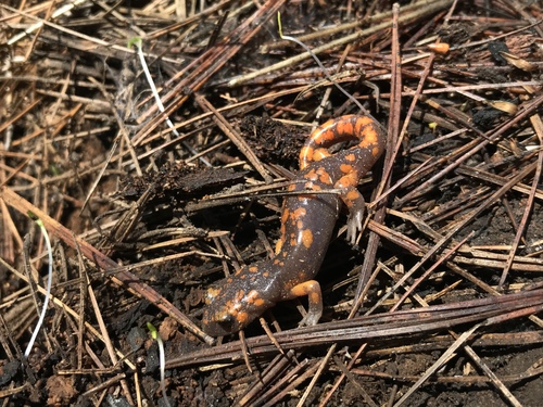 iNaturalist observation photo of Sierra Nevada Ensatina
