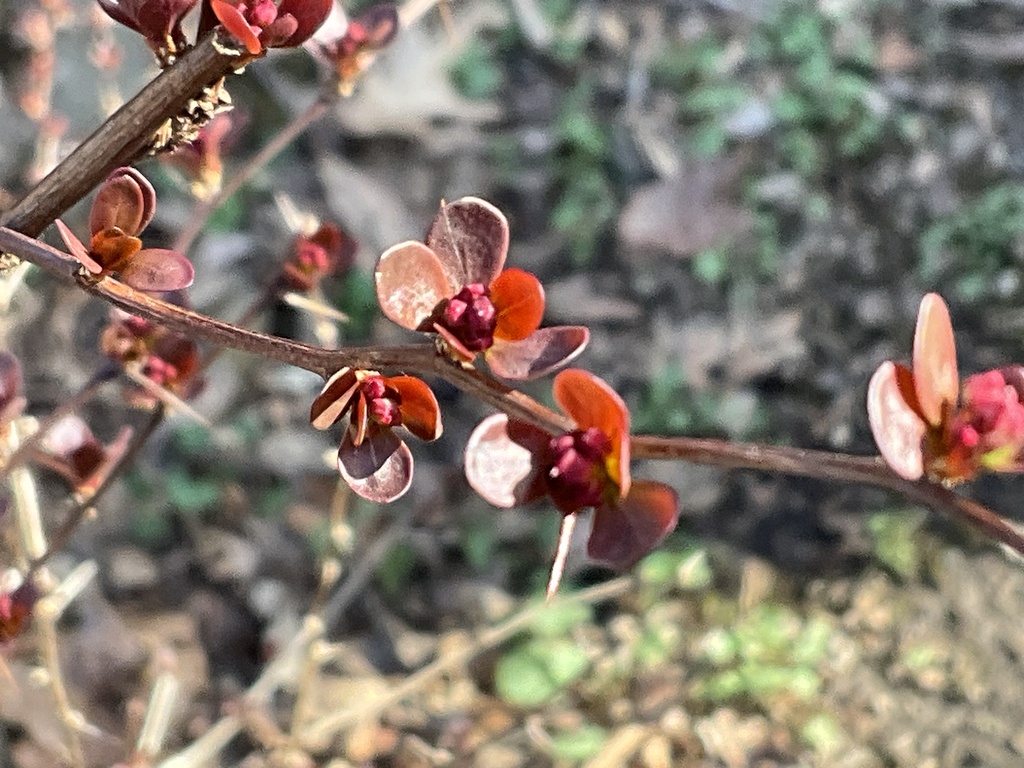 Japanese barberry from Carefree Ln, Wesley Hills, NY, US on March 29 ...