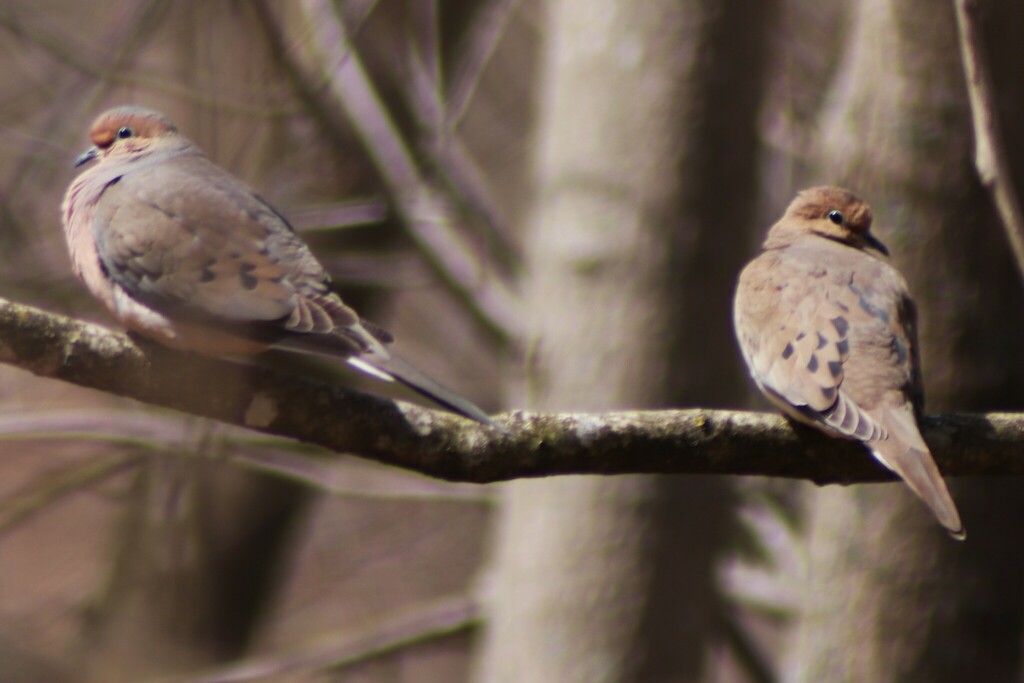 Mourning Dove From Oil City Pa 16301 Usa On March 29 2024 At 1215