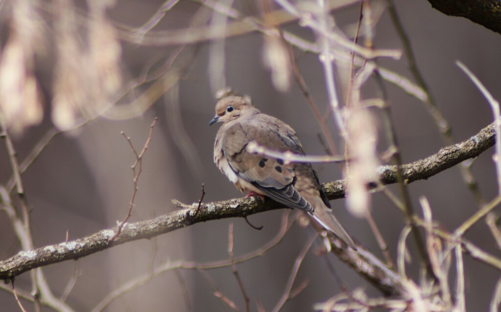 Mourning Dove From Oil City Pa 16301 Usa On March 29 2024 At 1216