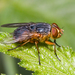 Calliphora centralis - Photo (c) Brian Russell, all rights reserved, uploaded by Brian Russell