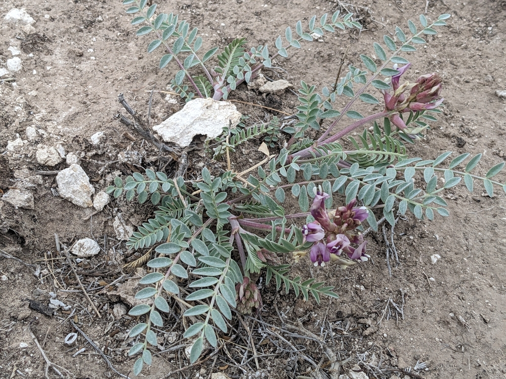 Gypsum Milkvetch in March 2024 by Peter Zimmermann · iNaturalist