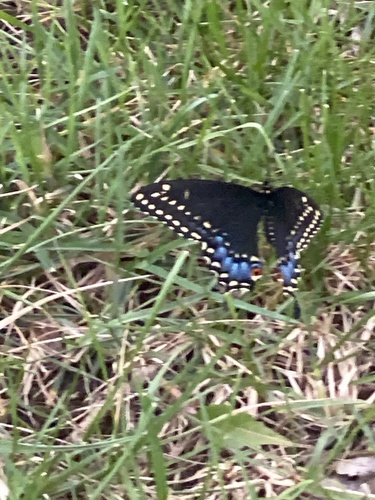 Eastern Black Swallowtail