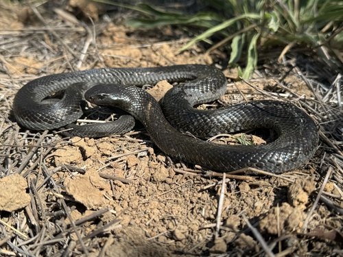 Blue-bellied Black Snake sighting
